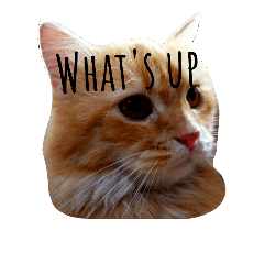 [LINEスタンプ] fantastiCATing 2.0