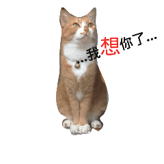 [LINEスタンプ] cat54321