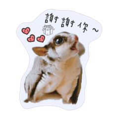 [LINEスタンプ] Sugarglider-Thank you for love me