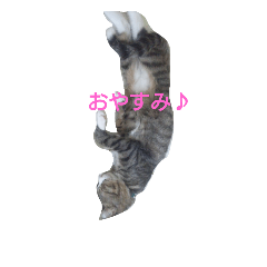 [LINEスタンプ] ハチの猫