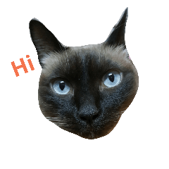 [LINEスタンプ] Siamese cat from Taiwan