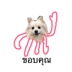 [LINEスタンプ] Pomeranian octopus forThailand