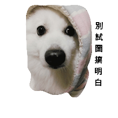 [LINEスタンプ] cute home dog