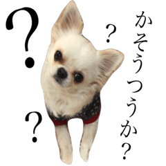 [LINEスタンプ] 仮想通貨犬ショコラ