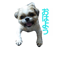 [LINEスタンプ] シーズー犬の挨拶スタンプ