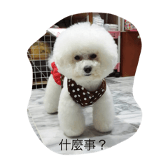 [LINEスタンプ] cute dogs daily