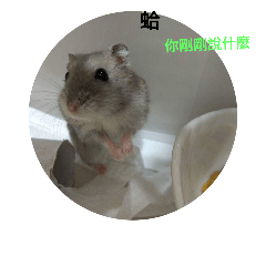 [LINEスタンプ] hamster - Chinese cabbage