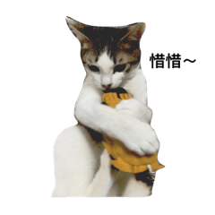 [LINEスタンプ] Obediently cat's daily life