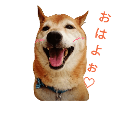 [LINEスタンプ] 柴犬大輔のスタンプ♡