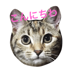 [LINEスタンプ] cat8080