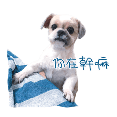 [LINEスタンプ] Shih Tzu DoDo