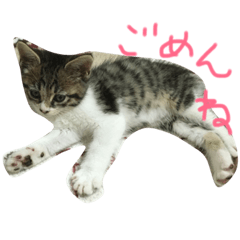 [LINEスタンプ] 猫の写真