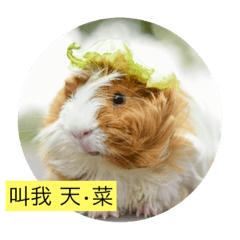 [LINEスタンプ] Guinea Pig - MoLaMis Daily