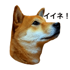 [LINEスタンプ] 柴犬ハナの日常の画像（メイン）