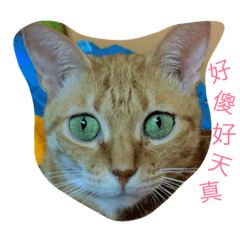 [LINEスタンプ] cat say1