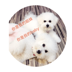 [LINEスタンプ] bichondog