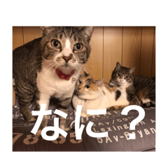 [LINEスタンプ] 和菓子ねこ