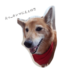 [LINEスタンプ] 今の気持ちを我が犬と共に