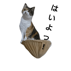 [LINEスタンプ] 三毛猫 お返事とつぶやき編