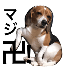 [LINEスタンプ] 我が家の犬物語