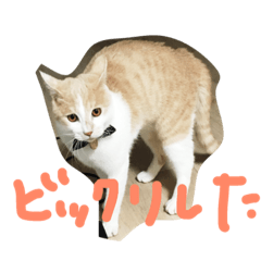 [LINEスタンプ] 猫のカンタくん