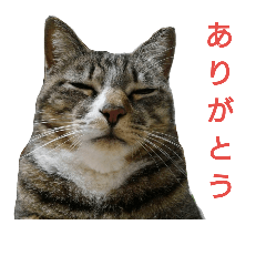 [LINEスタンプ] こてちゃんねこの一日 part2