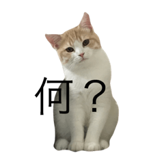 [LINEスタンプ] むぎちょこの日常1