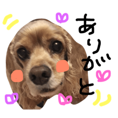 [LINEスタンプ] アメリカンコッカーめるちゃん