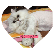 [LINEスタンプ] わが家のふらわぁ