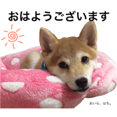 [LINEスタンプ] 柴犬はち。