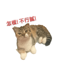 [LINEスタンプ] Bao ＆ Meow talk