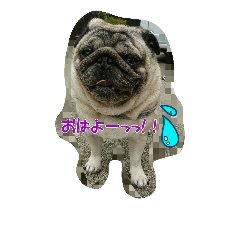 [LINEスタンプ] 毎日パグ①