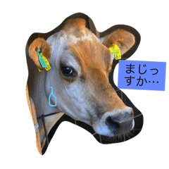 [LINEスタンプ] 牛で日常的な返事