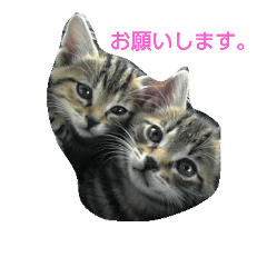 [LINEスタンプ] fdcat