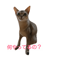 [LINEスタンプ] こうめの独り言