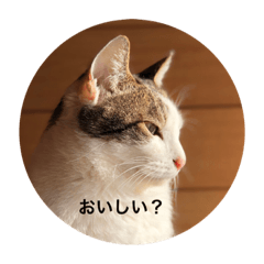 [LINEスタンプ] I am cat.Do you like cat？