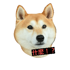 [LINEスタンプ] Shiba Puma