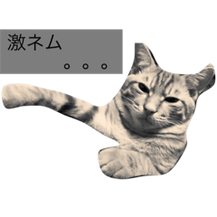 [LINEスタンプ] 何気ない猫