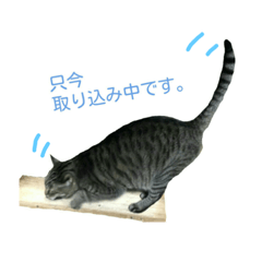 [LINEスタンプ] にゃんこのお言葉Max