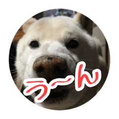 [LINEスタンプ] Shiba go for it