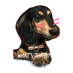 [LINEスタンプ] Balen the dog and friends