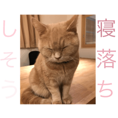 [LINEスタンプ] ねこねこすたんぷ！！