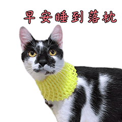 [LINEスタンプ] Cat's Simple daily Life