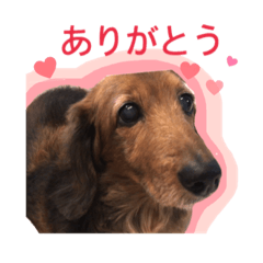 [LINEスタンプ] ダックスフンドのスタンプ♥