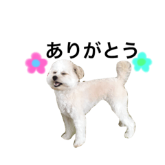 [LINEスタンプ] 可愛いハナちゃん