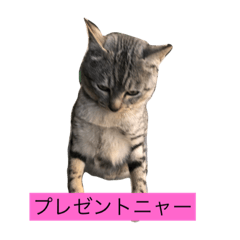 [LINEスタンプ] トラっち