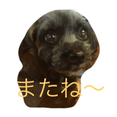 [LINEスタンプ] 礼儀の良い犬（くー）