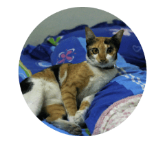 [LINEスタンプ] Nongluckcat