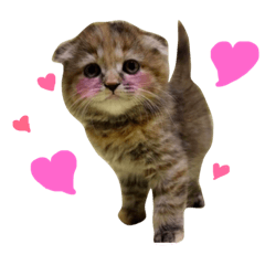 [LINEスタンプ] 向日葵という名の猫。