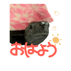 [LINEスタンプ] かめのちぃ